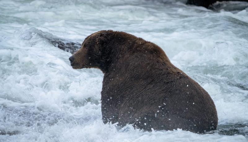 Fat Bear Week has a 2022 winner